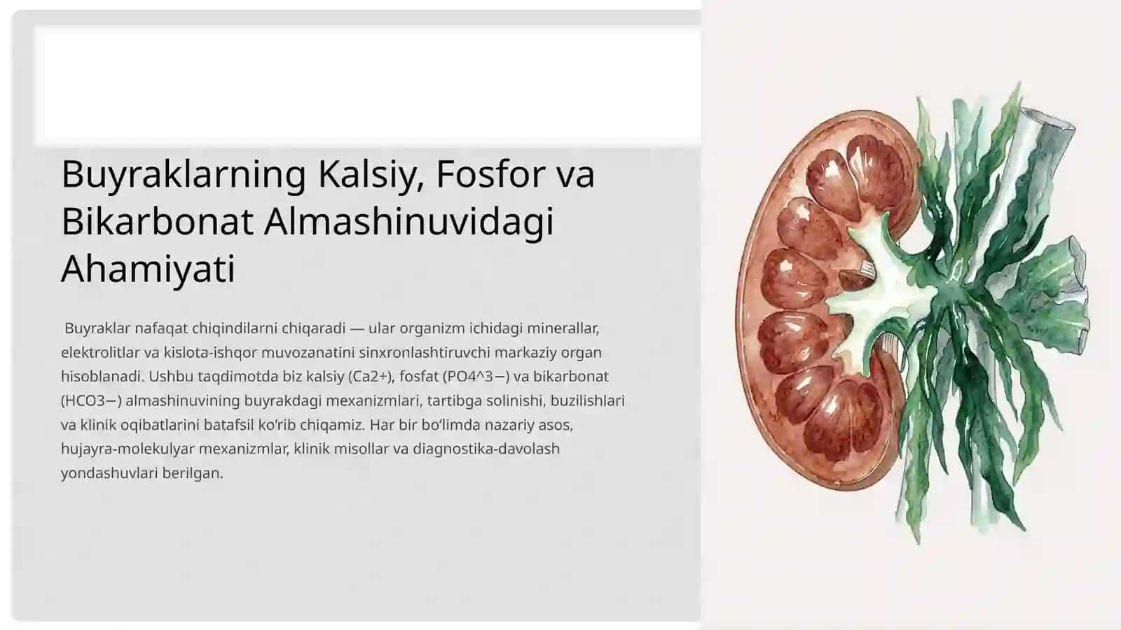 Buyraklarning Kalsiy, Fosfor va Bikarbonat Almashinuvidagi Ahamiyati 2