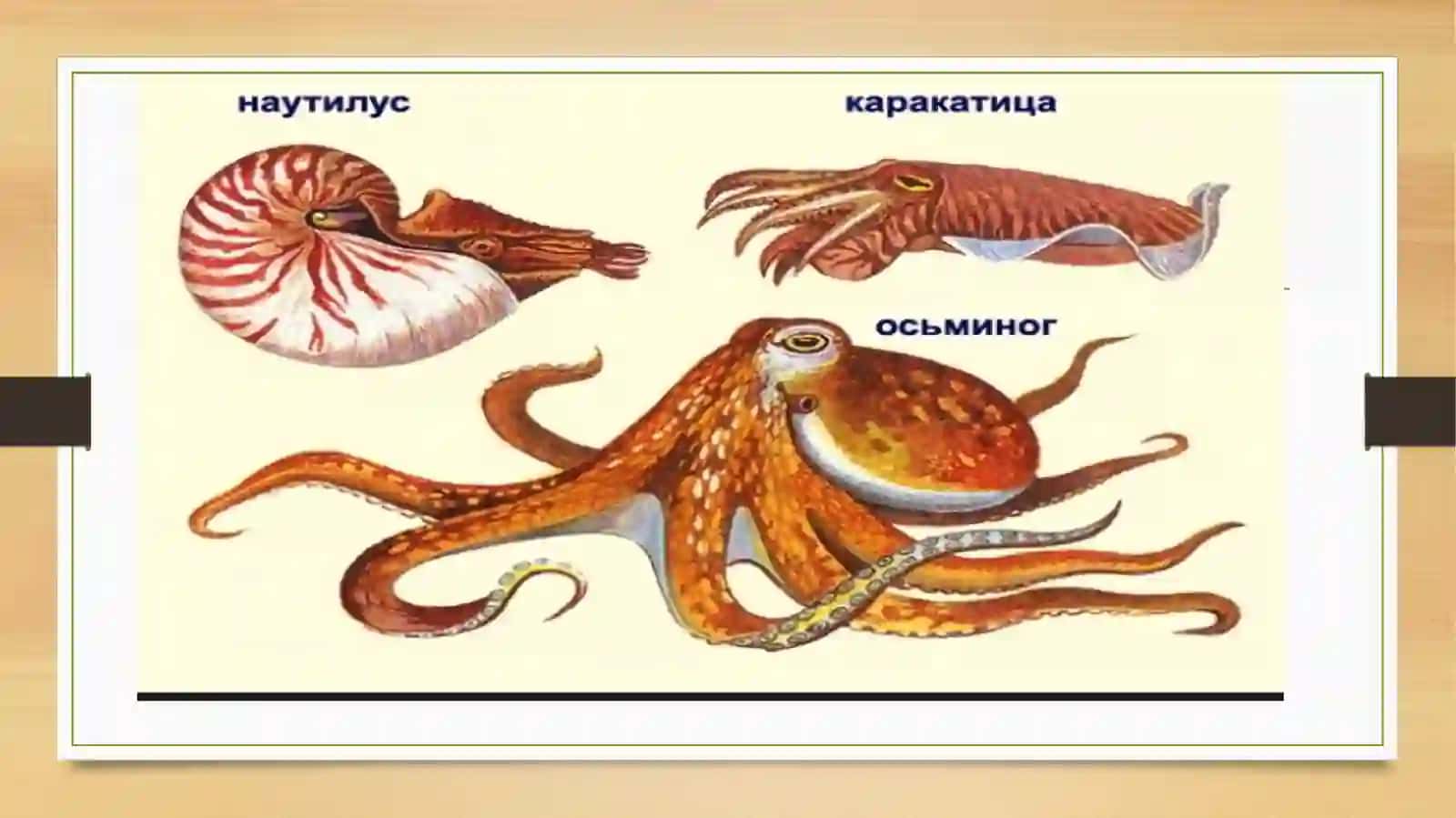 Boshoyoqli molyuskalarni hazm qilish sistemasi 2