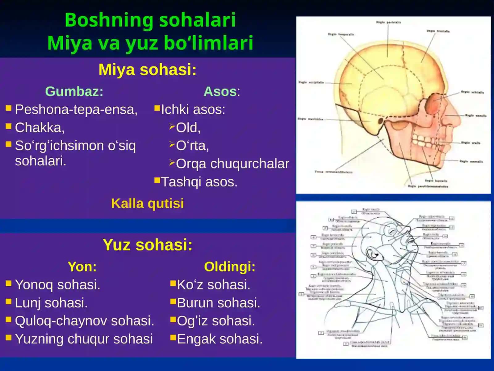 Bosh sohasi miya qismining klinik anatomiyasi 2