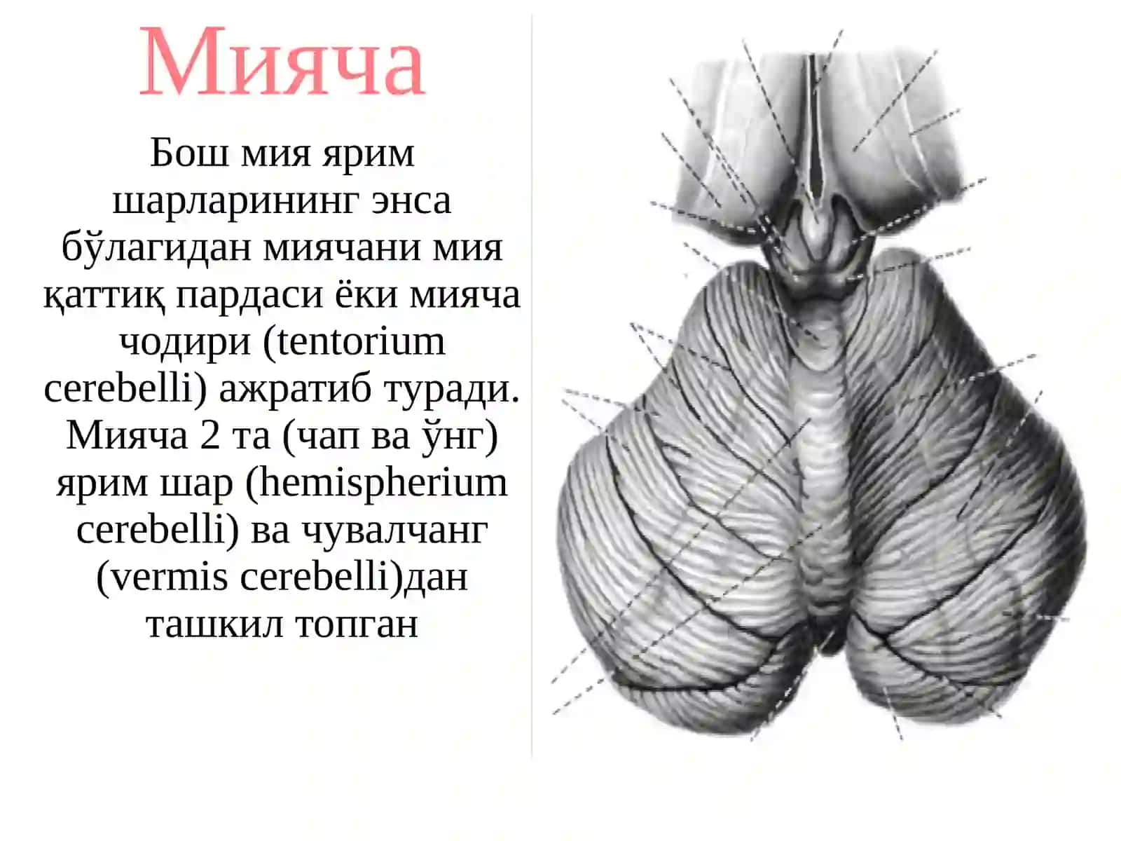 MIYACHA 2