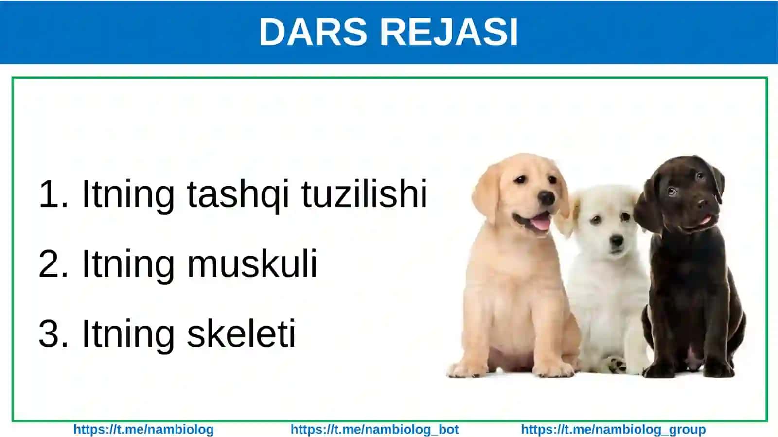 Itning tashqi tuzilishi, skeleti va muskullari 2