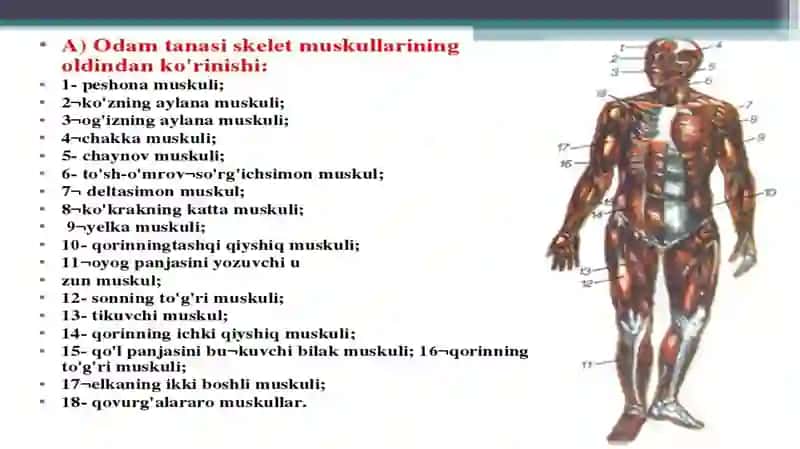 Muskullar haqida ma'lumot 2