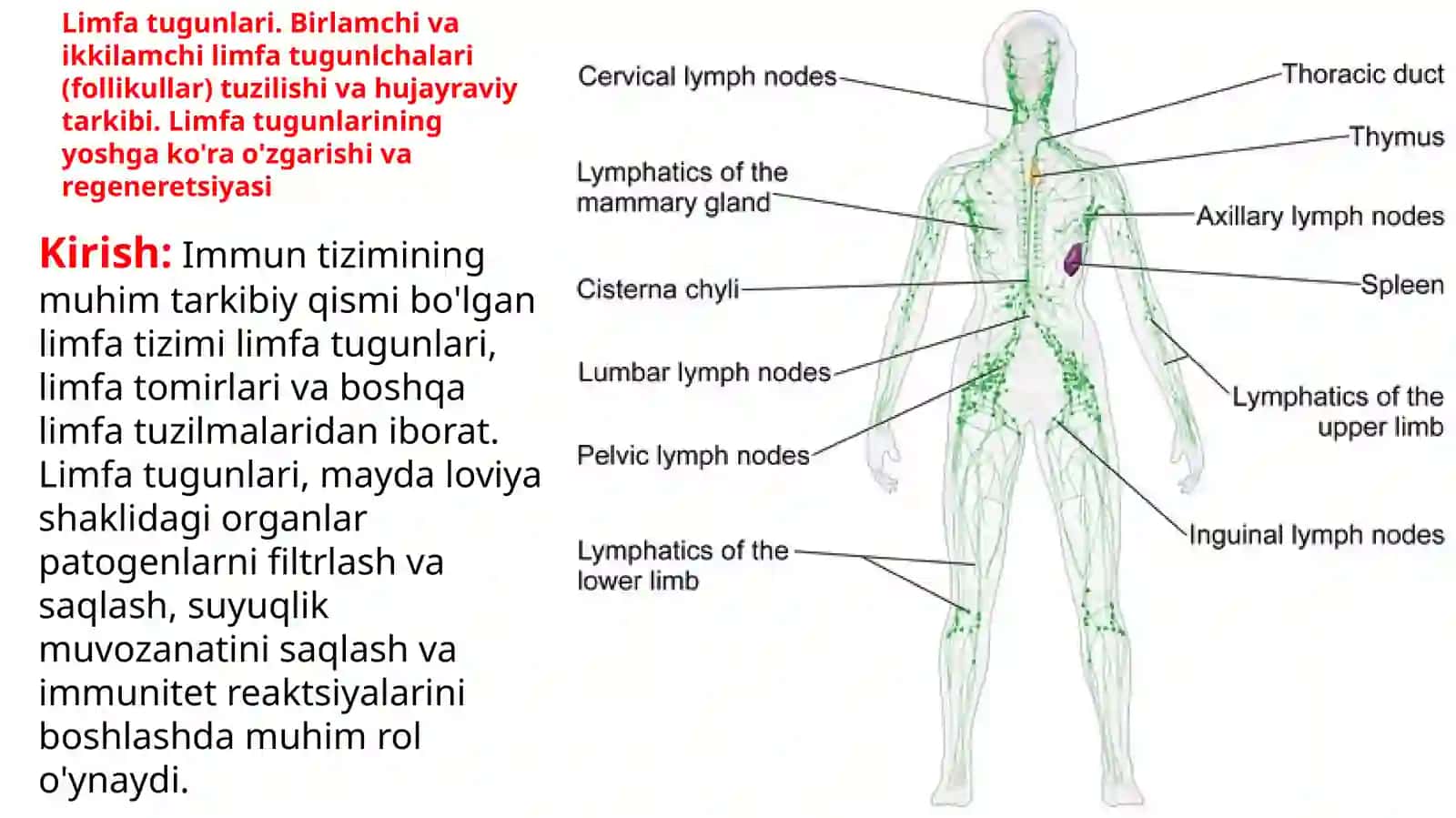 GIISTALOGIYA VA TIBBIY BIOLOGIYA KAFEDRASI 2