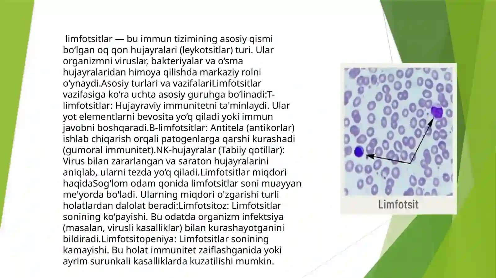 Limfotsitlarning populyatsiyasi va subpopulyatsiyasi ularning tuzilishi va vazifalari 2