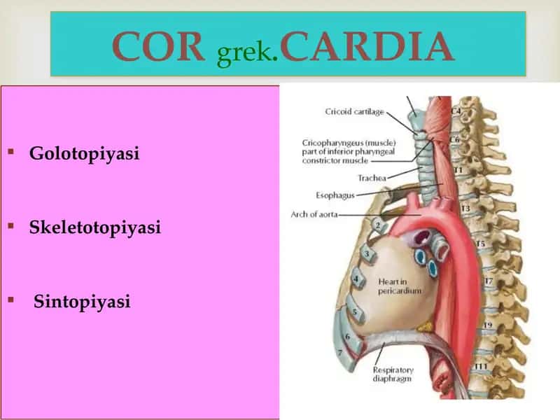 Yurak, o`pka arteriyasi 2