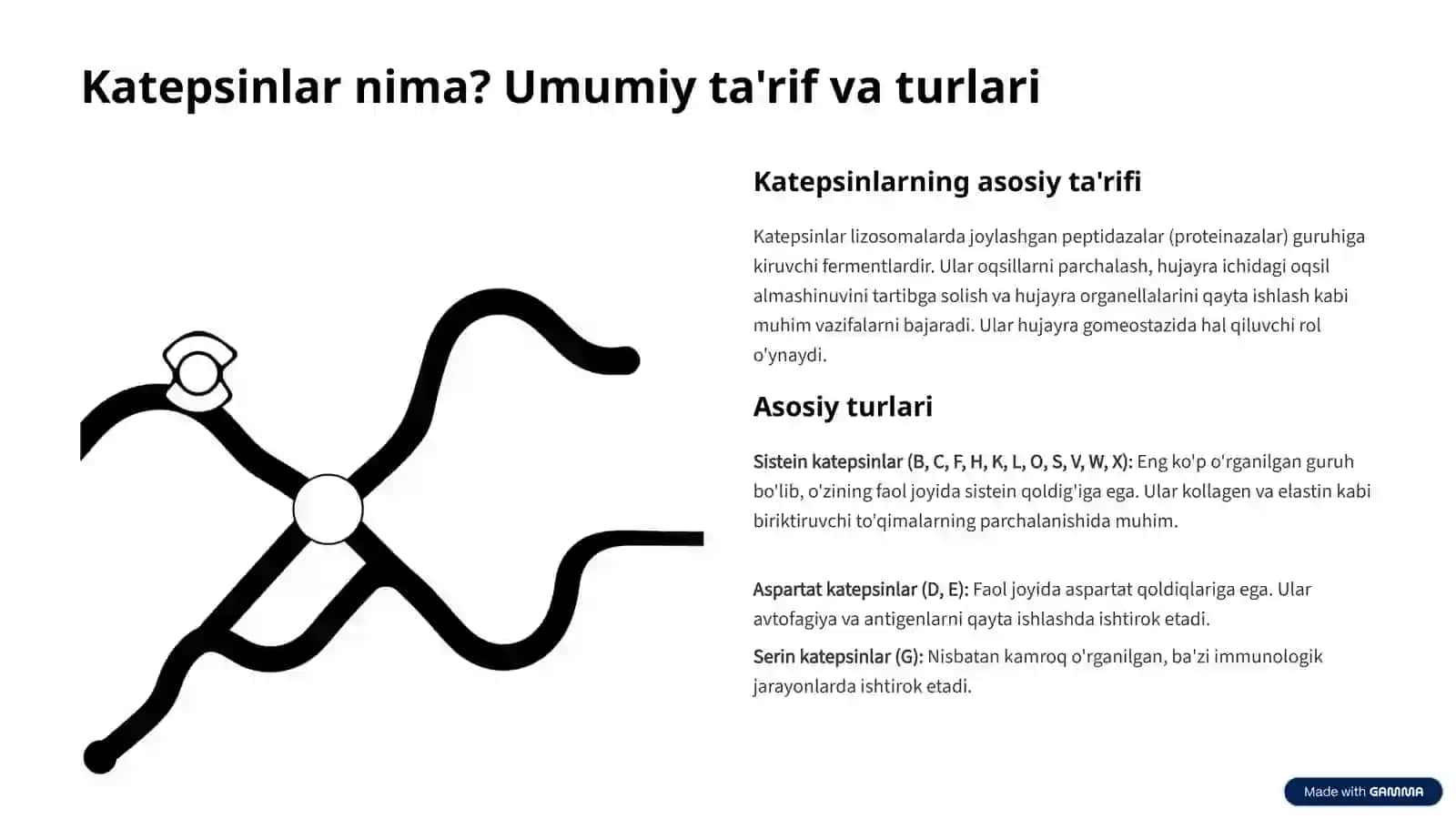 Katepsinlar: Klinik ahamiyati va tadqiqot istiqbollari 2