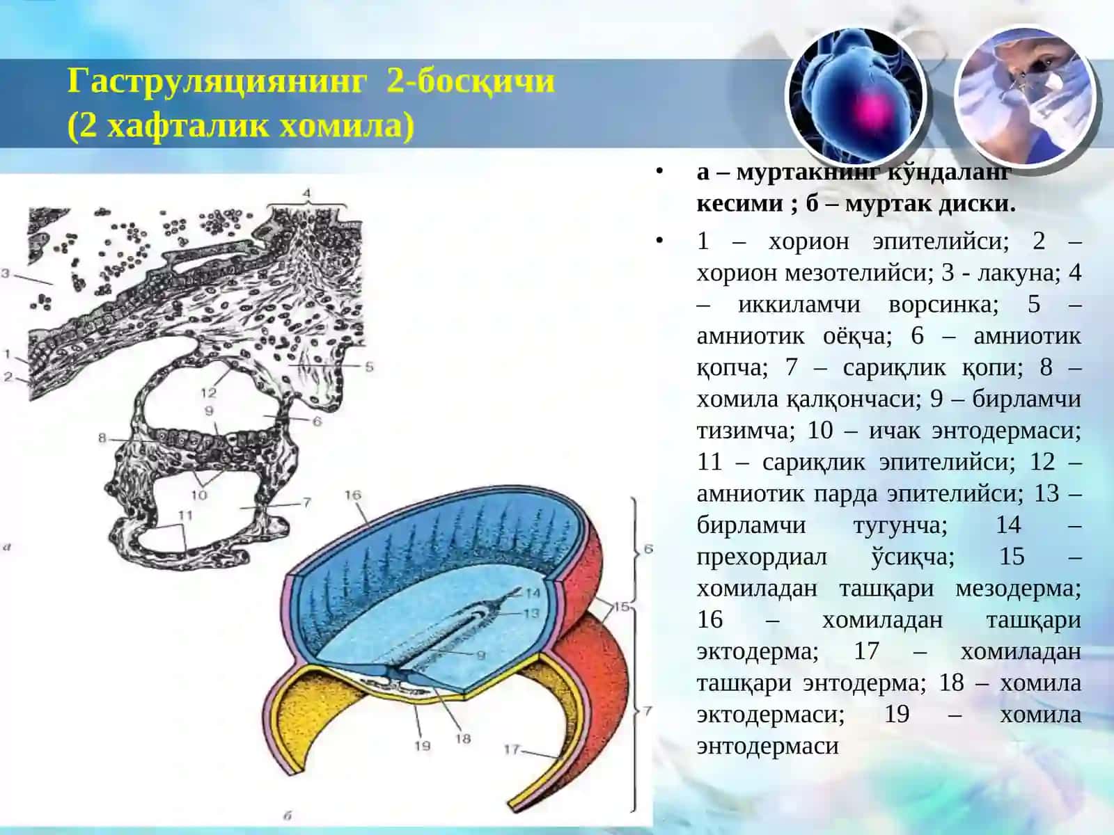 Одам эмбриология асослари. Провизор аъзолар 2
