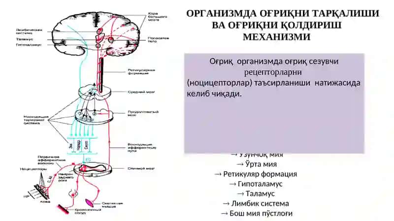 Наркотические ва ненаркотические анальгетики 2
