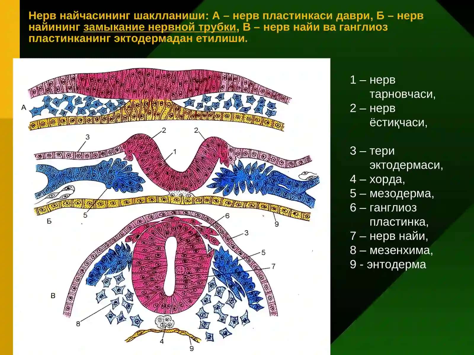 Нерв тўқимаси 2