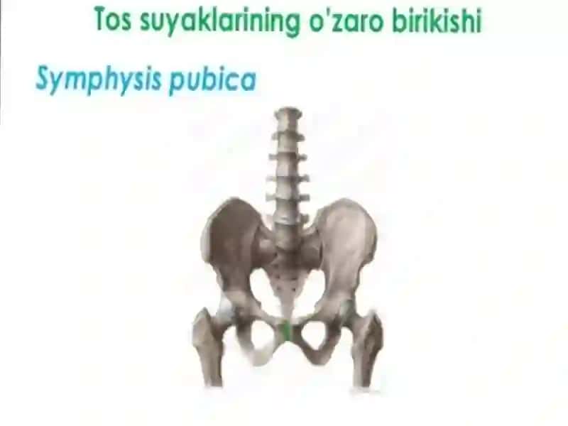 oyoq birlashuvi 2