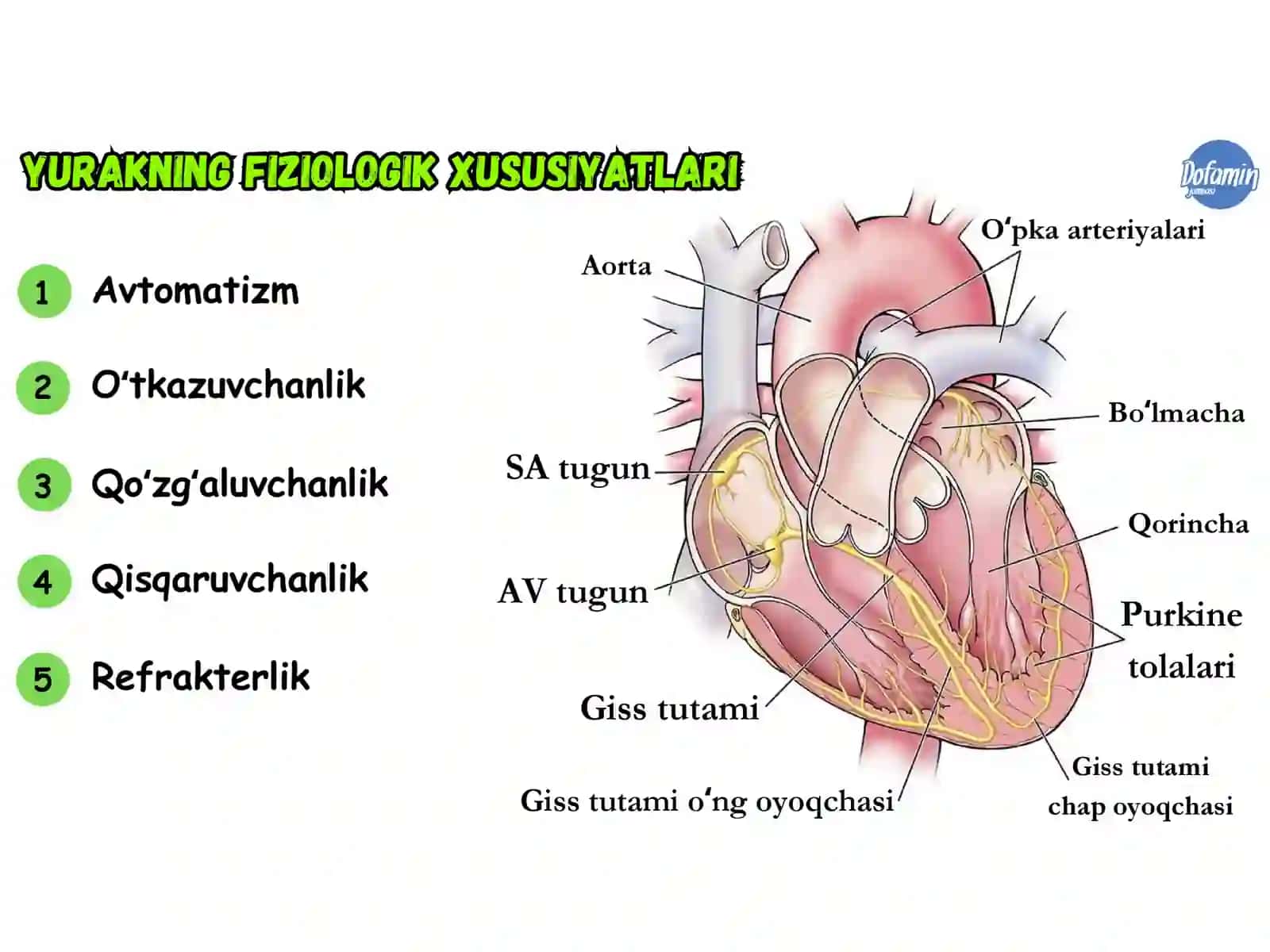QON AYLANISHI. YURAK MUSHAKLARI FIZIOLOGIK XOSSALARI 2