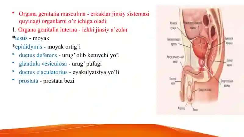 Erkaklarning tanosil a’zolari. Ayollarning tanosil a’zolari. Ularning yoshga qarab o‘zgarishi. Oraliq topografiyasi tuzilishi, chanoq va tanosil diafragmalari va jinsga nisbatan farqi. 2