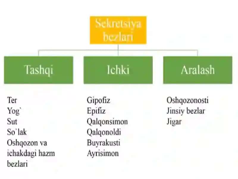 Yoshlar fiziologiyasi va gigiyenasi 2