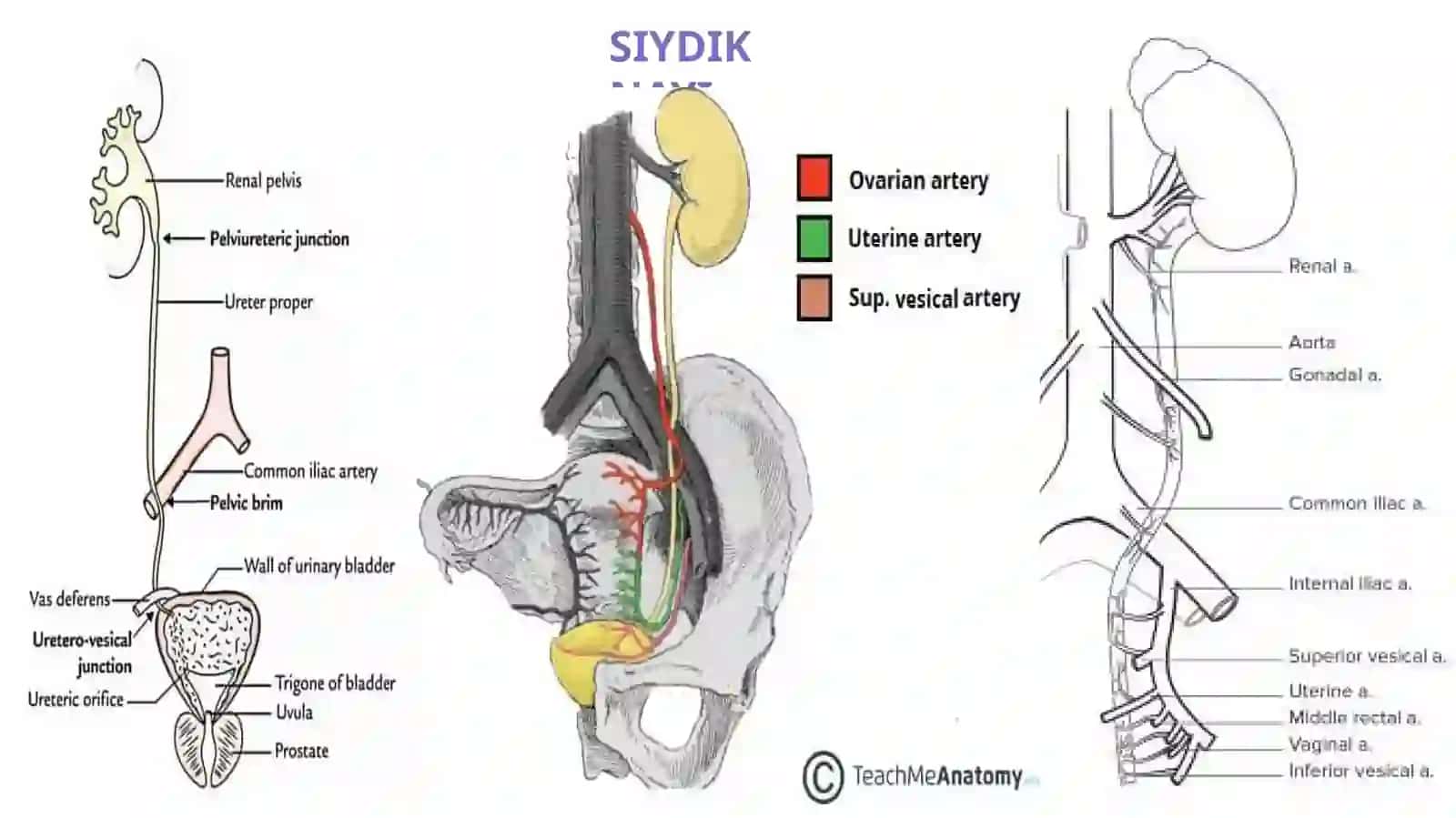SIYDIK YO’LI VA SIYDIK QOPCHASI,ERKAKLAR JINSIY AZOLARI 2