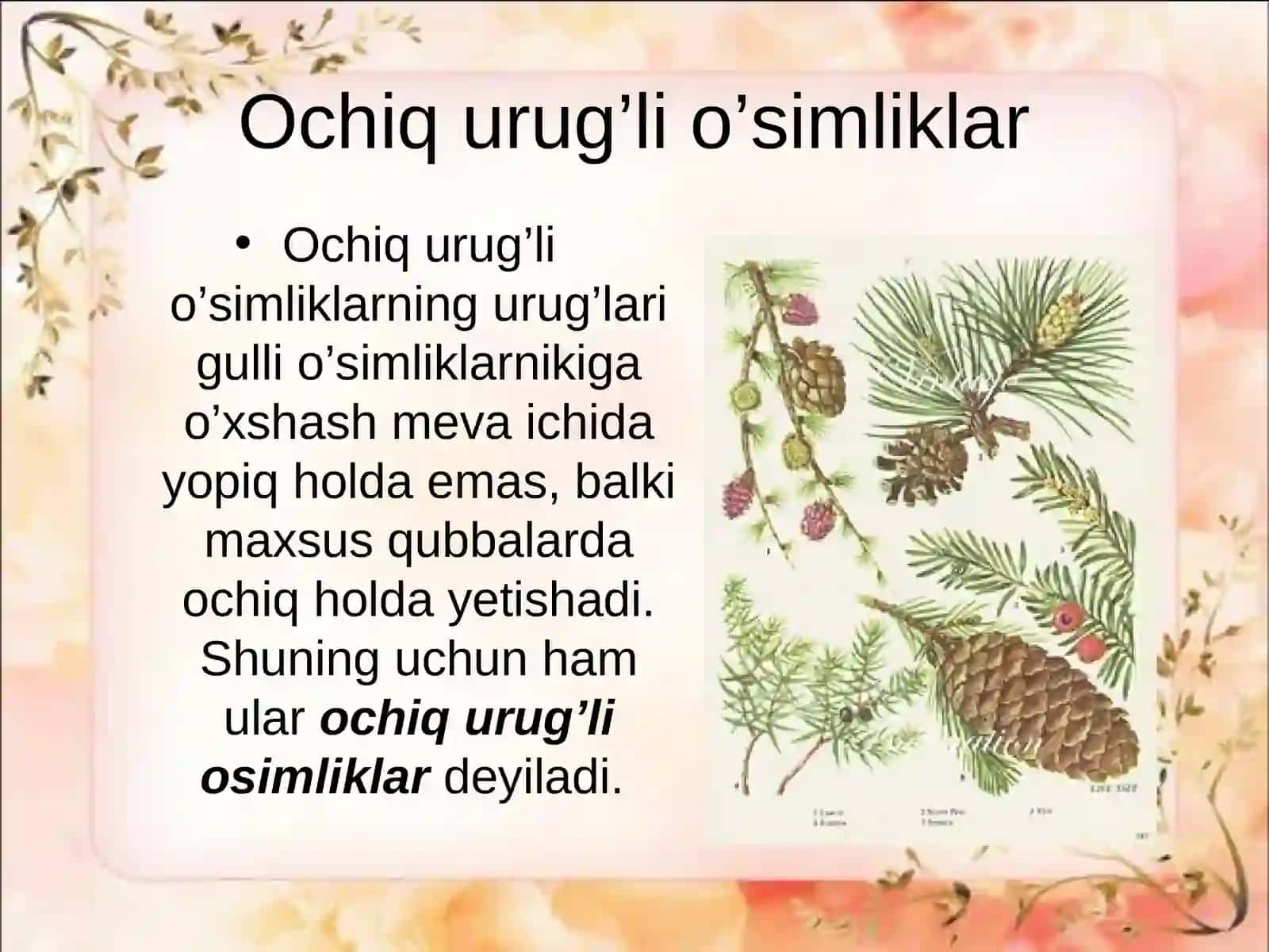 Ochiq urug’li o’simliklar (qarag’aytoifa) bo’limi 2