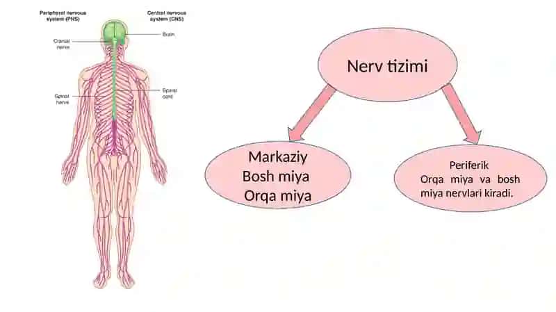 Orqa miya nervlari 2