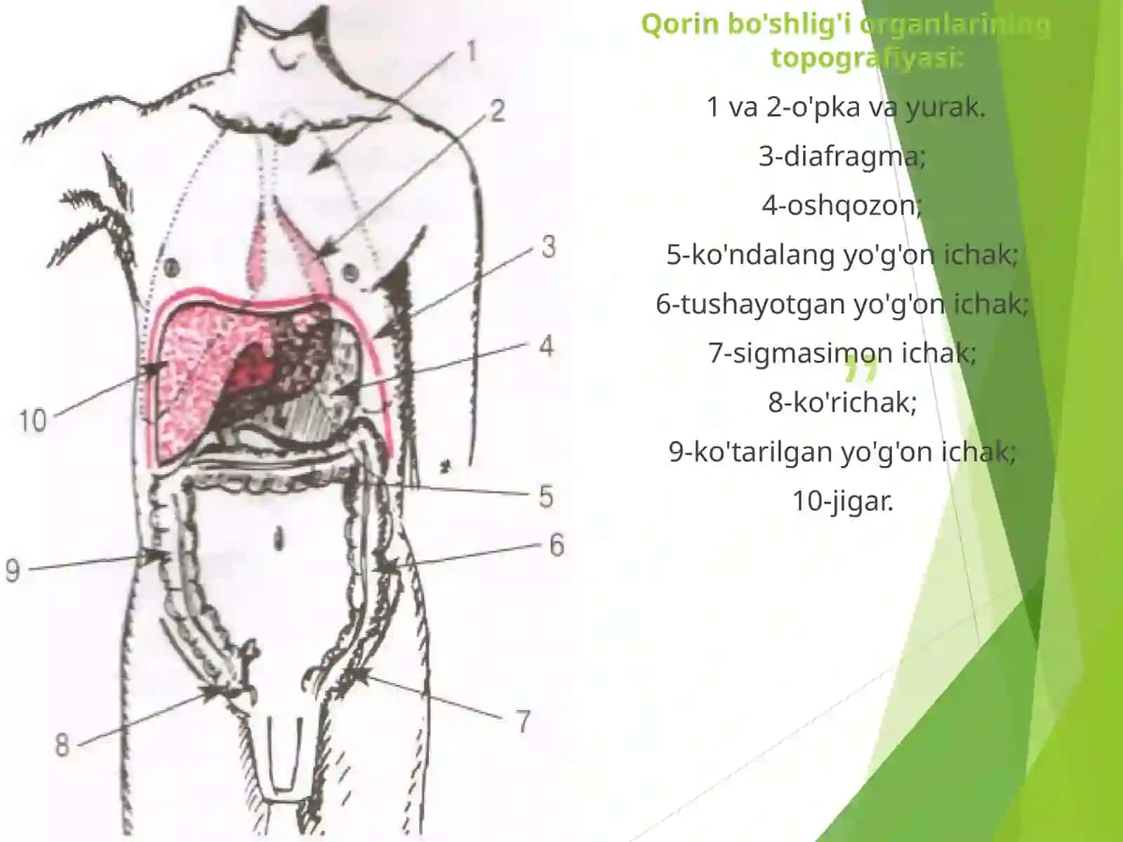 OVQAT HAZM QILISH TIZIMI KASALLIKLARI BO'LGAN BEMORLARNI SO'RAB SURISHTIRISH, TEKSHIRISH 2