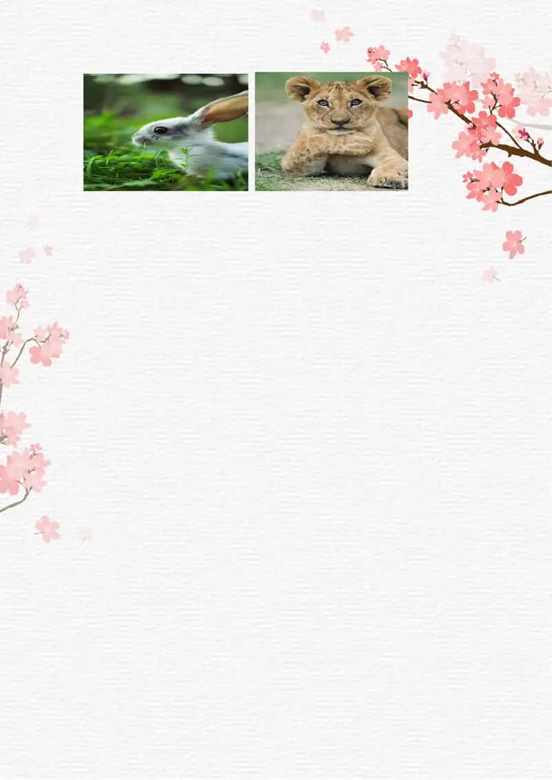 Animals 2