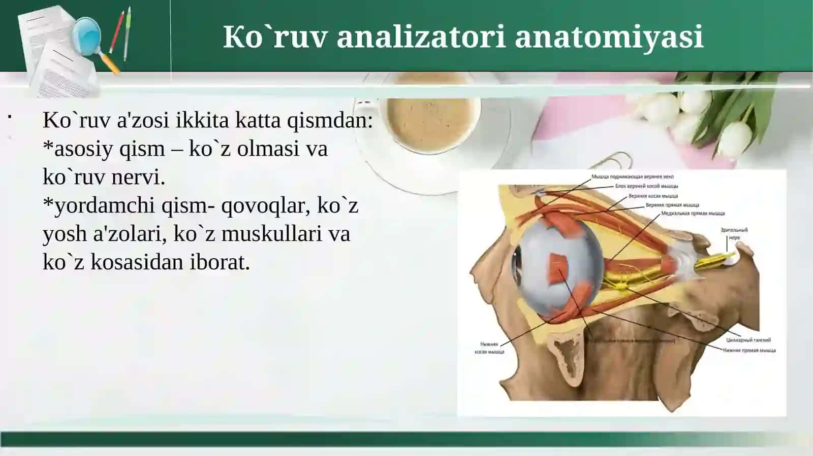 КO`RUV A`ZOLARININGКLINIKАNATOMIYASI VA FIZIOLOGIYASI.KO`ZNING FUNKSIYALARI 2