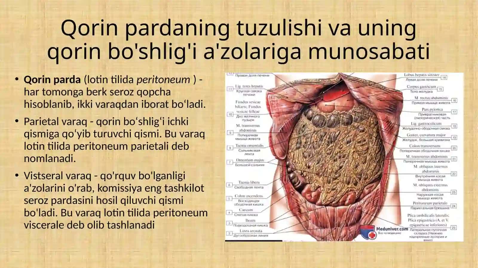 Qorinpardaning tuzulishi va uning qorin bo'shlig'i a'zolariga munosabati 2