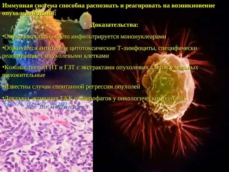 Иммунные механизмы защиты при новообразованиях 2