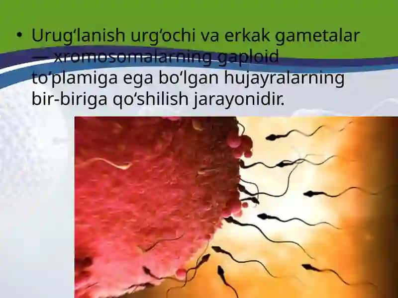 TUXUM HUJAYRA QOBIQLARI VA UNING XILLARI BLASTULA. 2