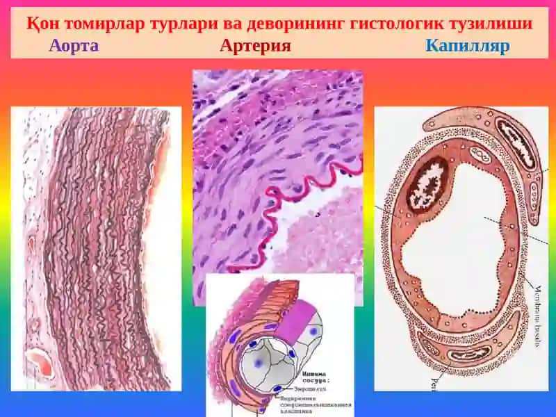 Қон томирлар патологияси. Томир аномалиялари. Гипертензия. 2