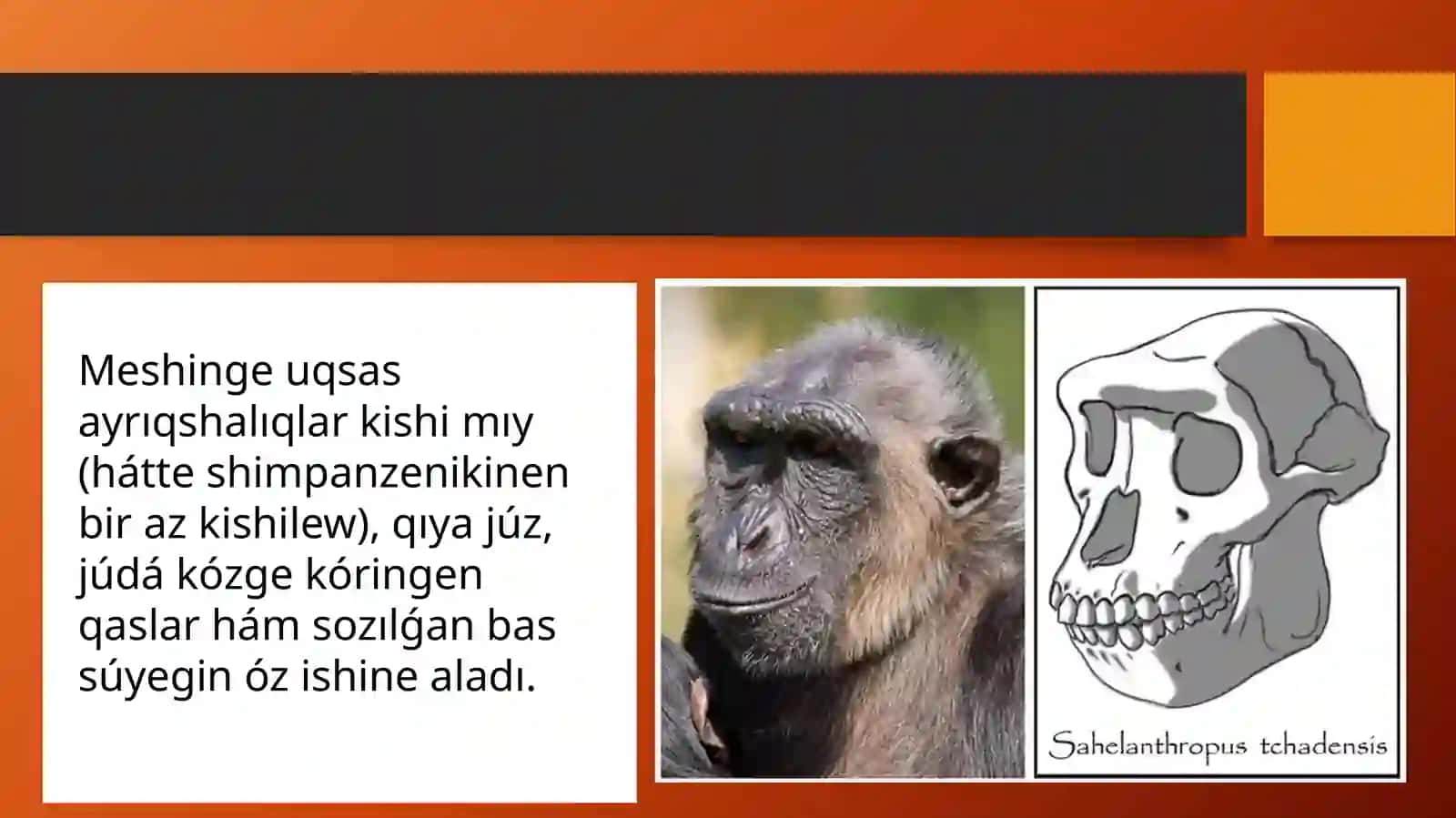 Sahelantrop Chadenis 2