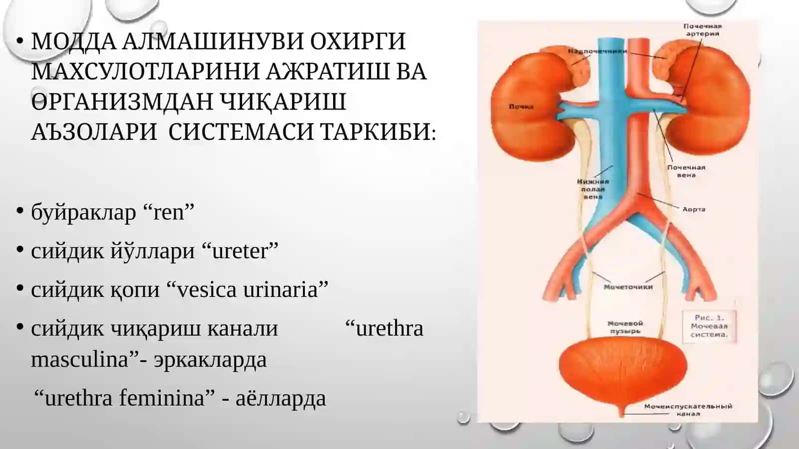 Сийдик–таносилаъзоларисистемаси 2