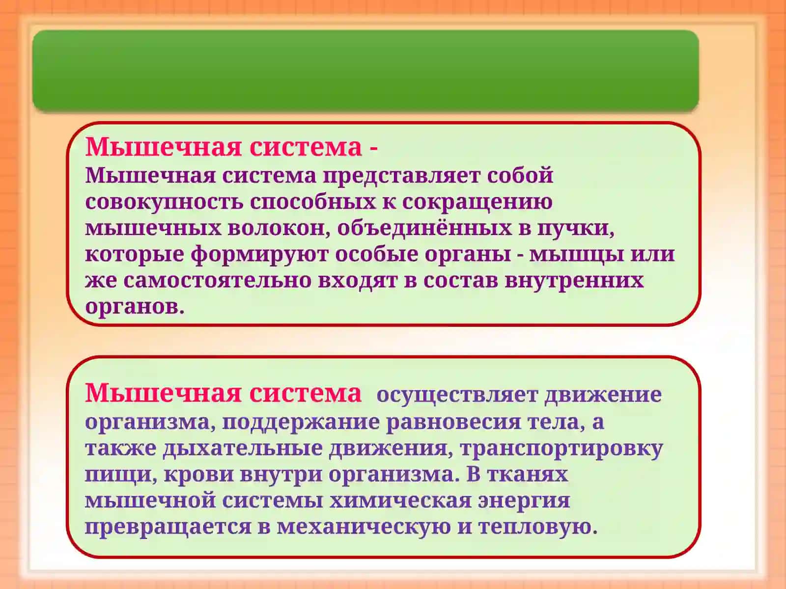 Мышцы человека 2