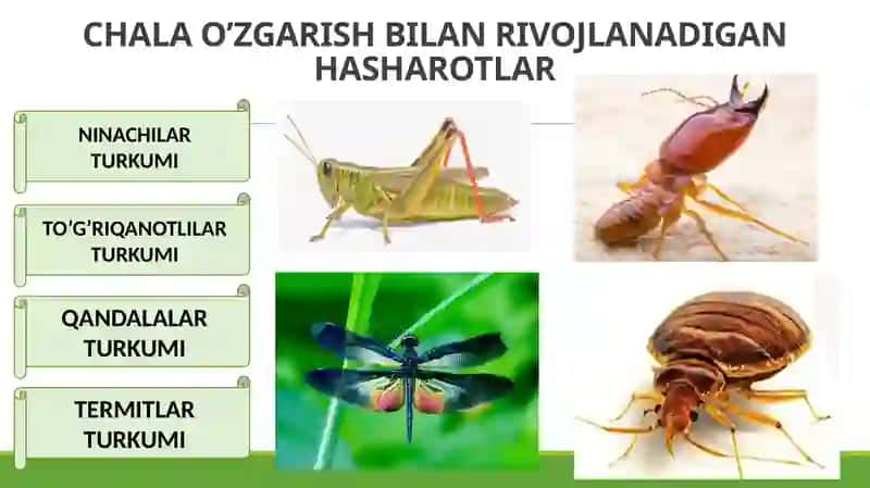 NINACHILAR TURKUMI 2