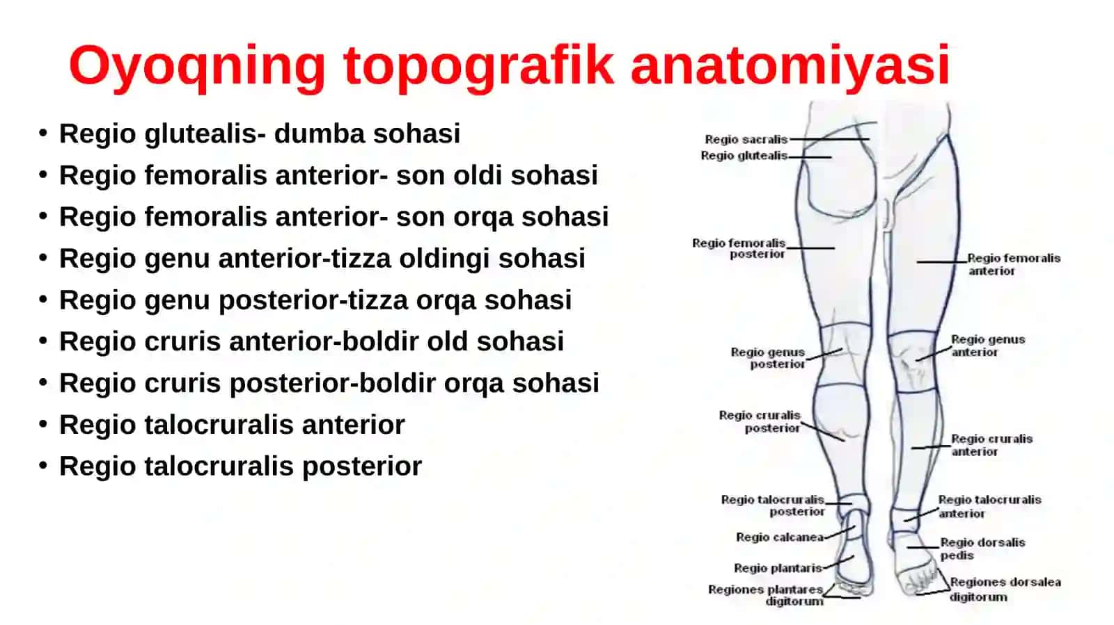 Oyoqning topografikanatomiyasi.Dumbavasonsohalari 2