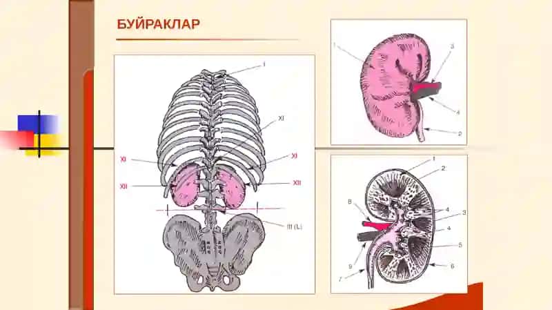 Нефритлар симптоматологияси 2