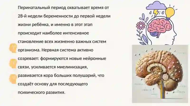 Особенности психофизиологического развития в перинатальном и новорожденном возрасте. Комплекс оживле 2