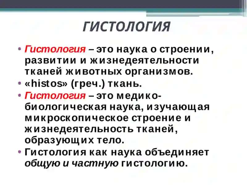 Гистология 2