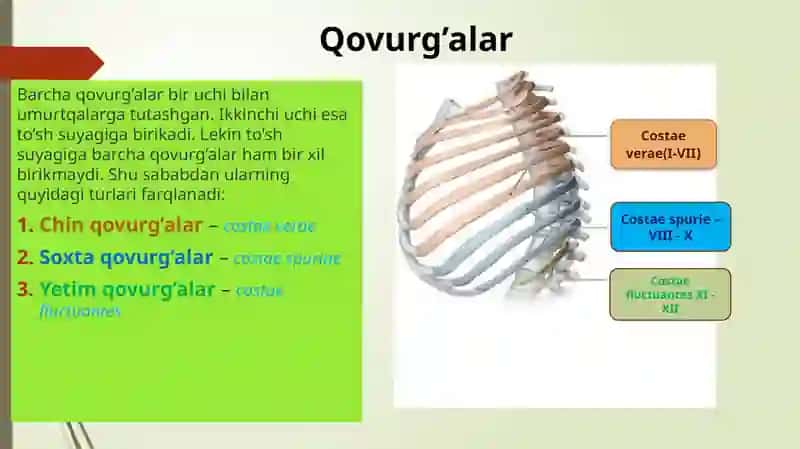 Qovurgʻa toʻsh suyagi va koʻkrak qafasi ularni yoshga doir xususyatlari. Yelka kamari va qoʻl erkin suyaklari tuzilishi yoshga doir xususyatlari.Yelkakamarivaqoʻlerkinsuyaklarituzilishiyoshgadoirxususyatlari 2