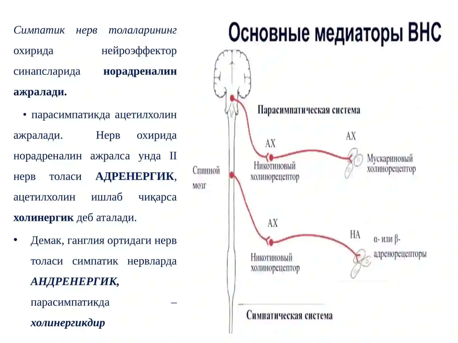 Адренергиктизимгатаъсирэтувчидоривоситалари 2