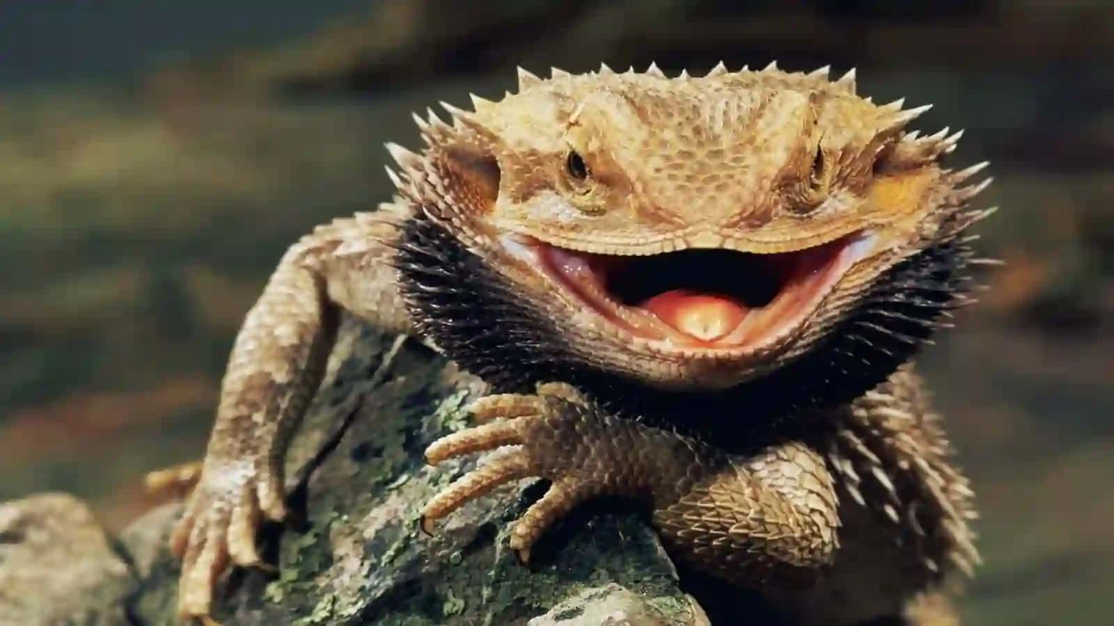 7-sinf Zoologiya 'Ildam kaltakesakning tuzilishi, ko'payishi va rivojlanishi' ko'rgazma 2