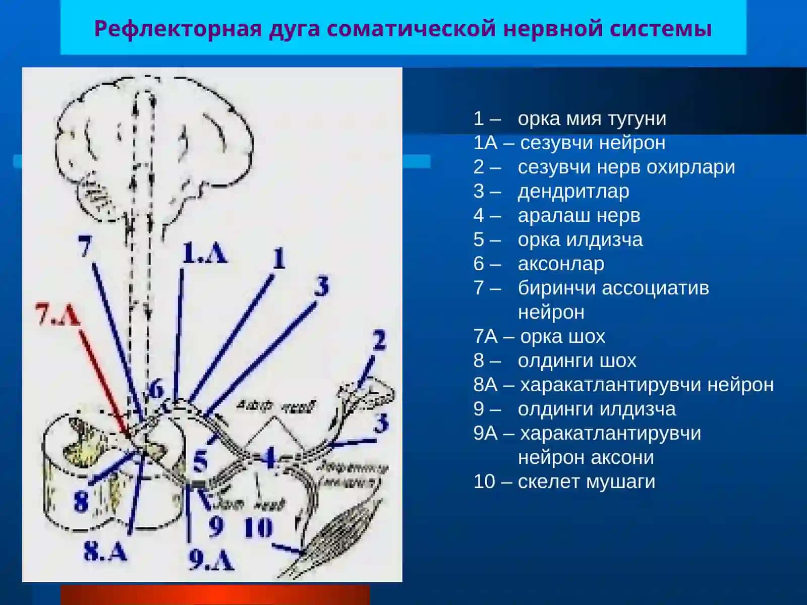Соматик ва вегетатив рефлектор ёйлар 2