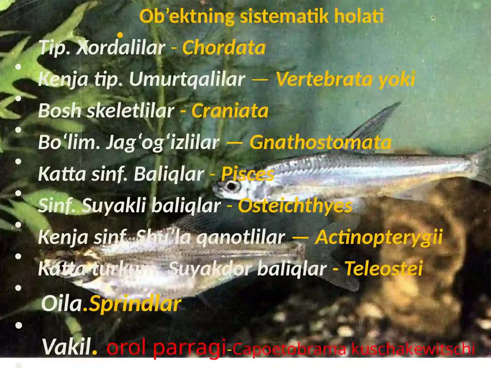 Capoetobramakuschakewitschi (orolparragi) 2
