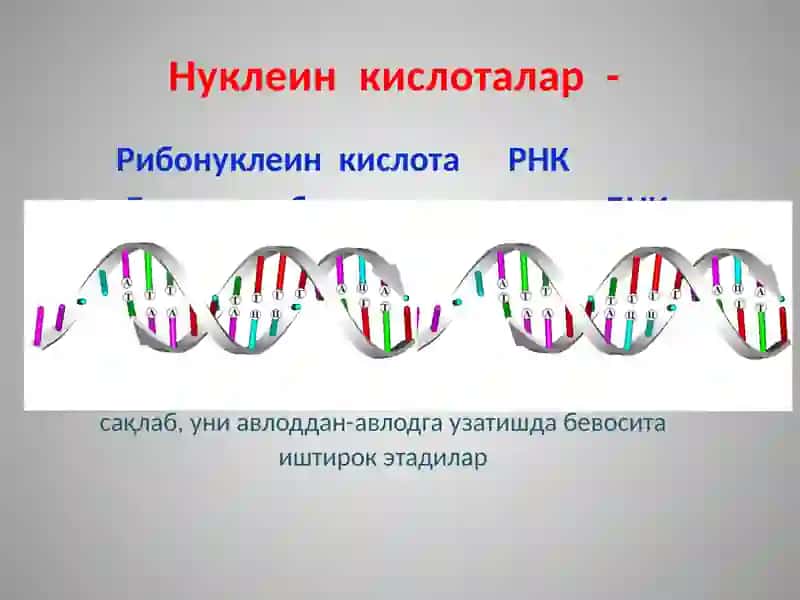 Нуклеин кислоталар 2