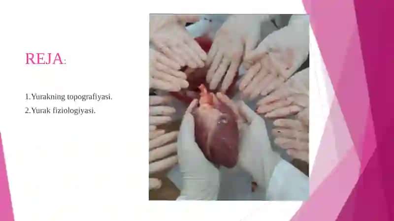 Yurak Fiziologiyasi va Topografiyasi 2