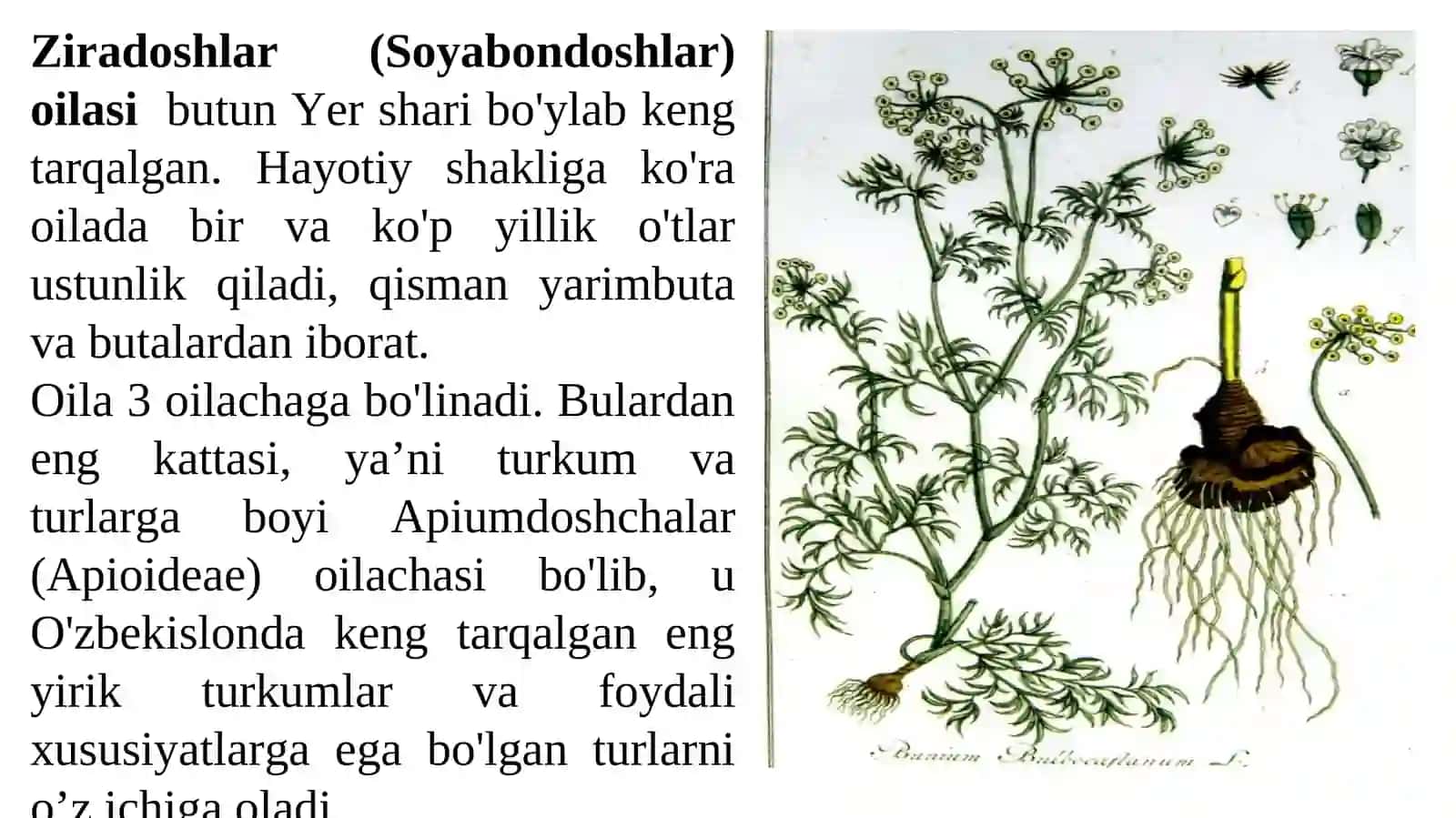 Ziradoshlar oilasi 2