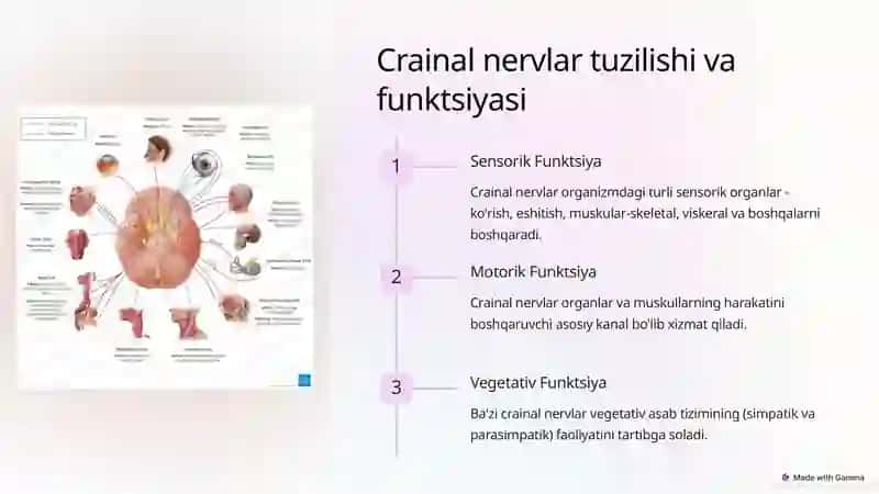 Crainal Nervlarning Patalogiyasi 2