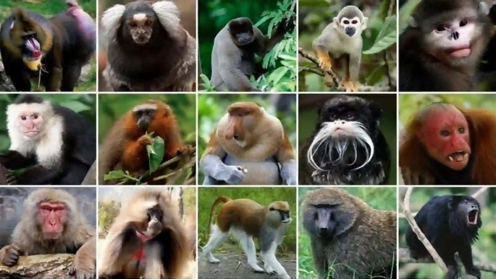 7-sinf Zoologiya 'Primatlar turkumi, sutemizuvchilarning ahamiyati' ko'rgazma 2