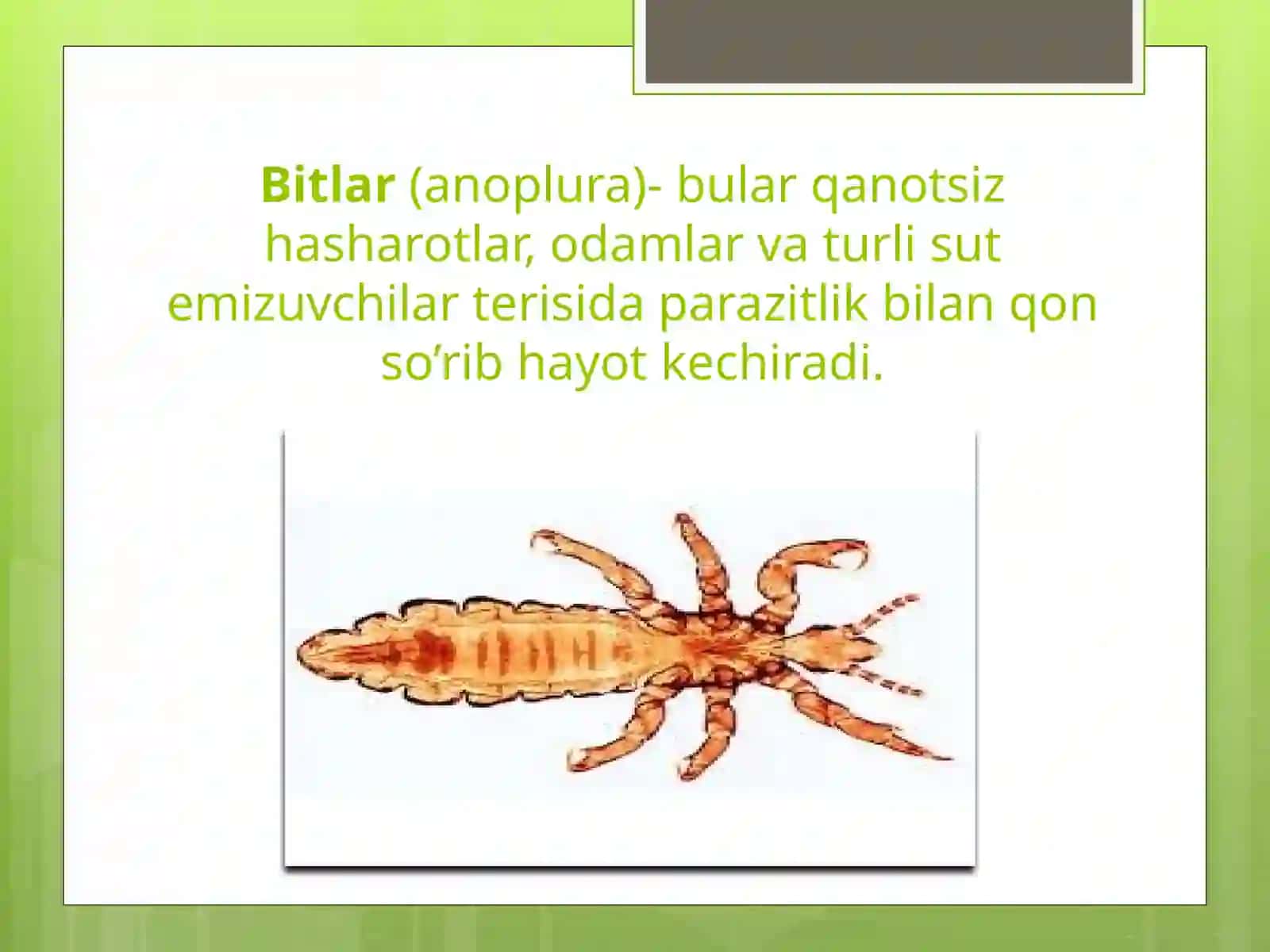 ZARARKUNANDA HASHOROTLAR 2