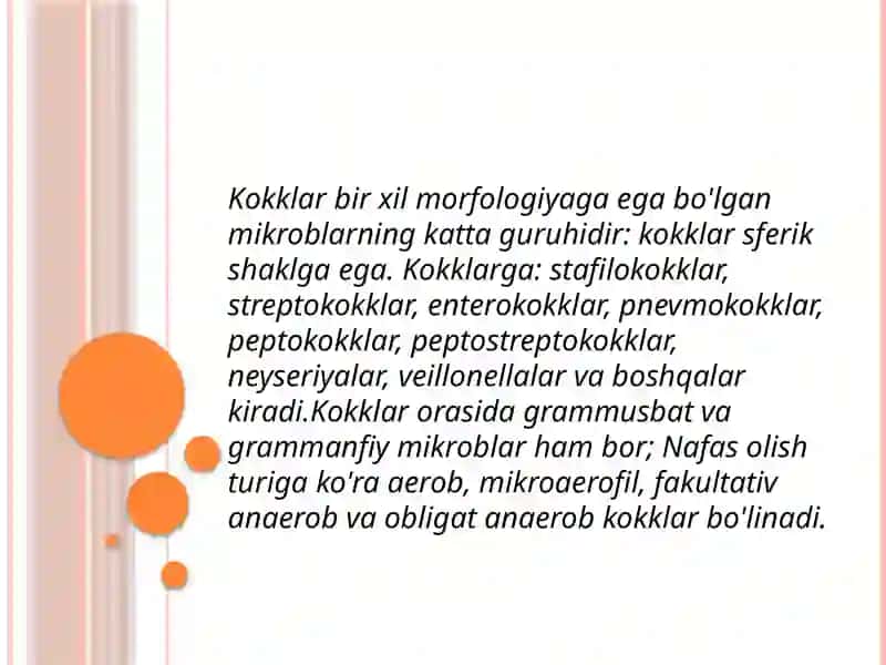 Shartlipatogen anaerobkokklarni 
(peptokokklar, peptostreptokokklar, veylonellalar) ularni xirurgik 2