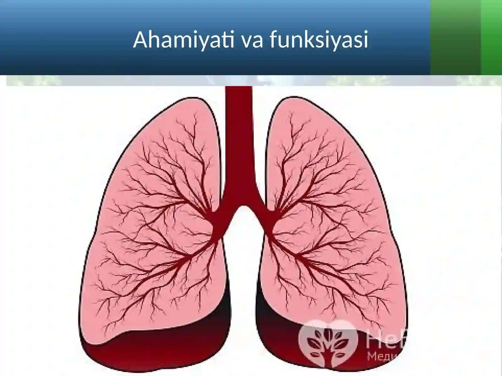 Nafasolish, nafasolish organlarining tuzilishi 2
