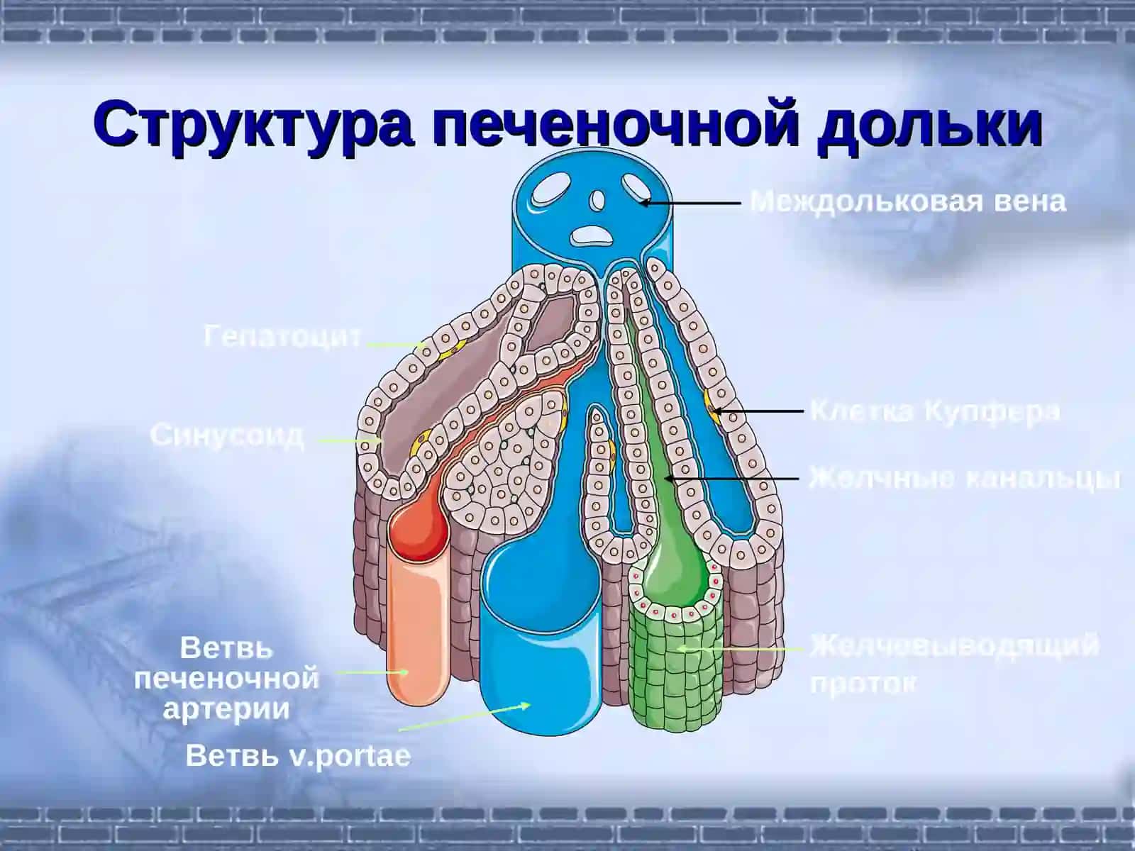 Патофизиология печени 2