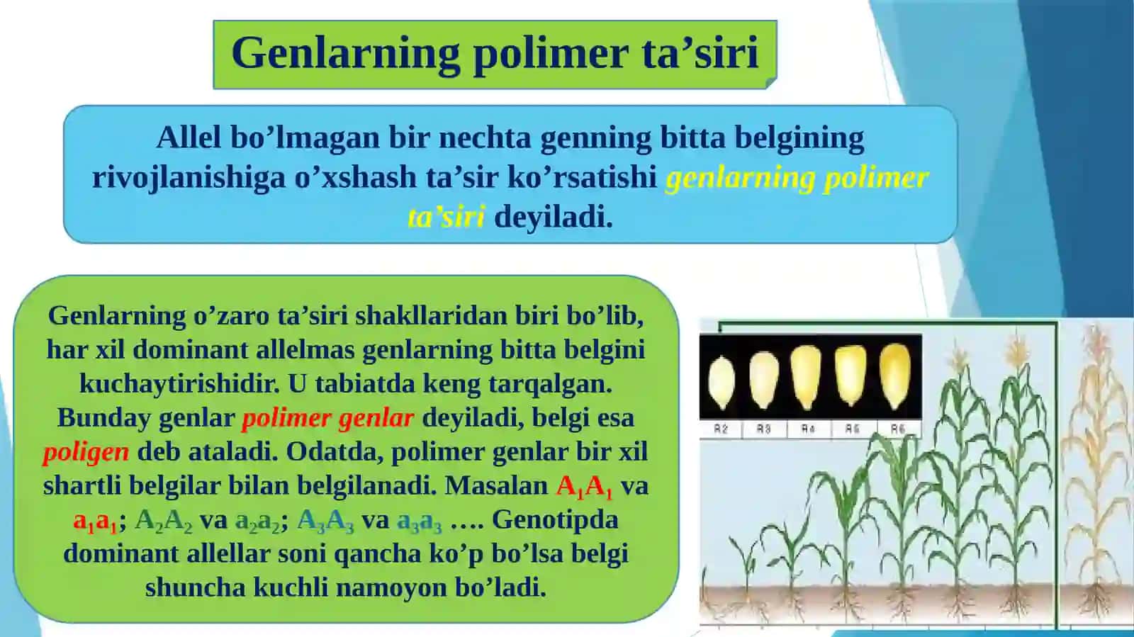 Genlarning polimer ta'siri 2